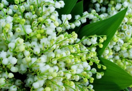 Lily of the valley - pretty, spring, leaves, flowers, fresh, scent, nice, delicate, beautiful, fragrance, lovely, freshness, bouquet, nature, green, lily of the valley, tender