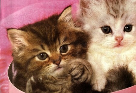 Two kittens in a hat box - feline, hat box, kittens, pink