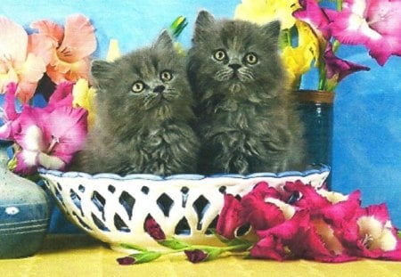 Two persian kittens in a bowl - flowers, cute, kittens, bowl