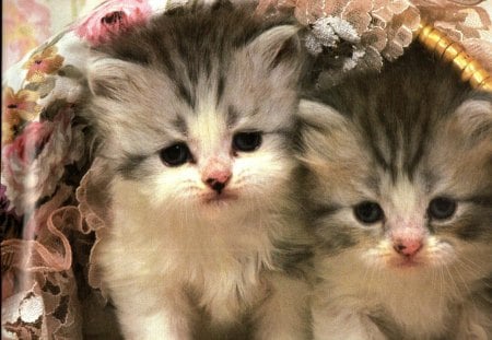 Two kittens in a basket - basket, kittens, feline, cute, twin