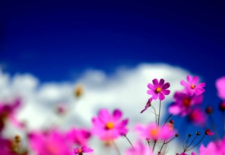 WILD FLOWERS - nature, flowers, spring, wild