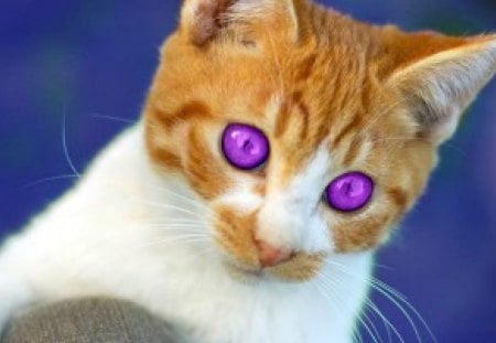 Kitten - cehenot, cat, kitten, ginger, white, purple, pink, blue, amethyst eyes, orange, animal, cute