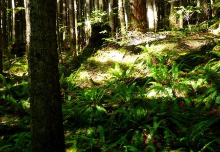 Sun Shines Through - trees, sunny, sunshine, forest, Pacific Northwest, ferns, green, Washington, woods