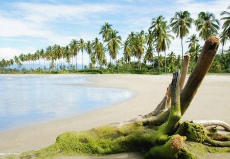 Island Beachfront - palm trees, ocean, beach, other