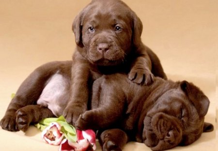 CHOCOLATY  LABS - labs, brown, flowes, puppies