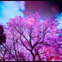 âœ°Spring Blooms Infraredâœ°