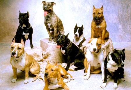 THE MAFIA TEAM - chain, posing, dogs, nine, team