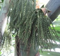 Clustered Fishtail Palm from Asia