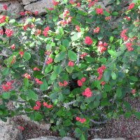 Crown-of-Thorns from Madagascar