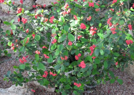 Crown-of-Thorns from Madagascar - red, garden, rocks, pink, flowers, photography, stones, green