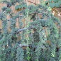 Weeping Blue Atlas Cedar from Africa