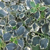 Silver Variegated English Holly