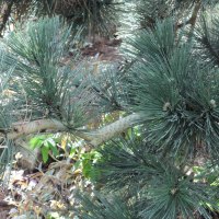 Bosnian Pine Tree