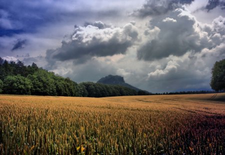 sublime wheat field - forest, mountain, clouds, whear, field