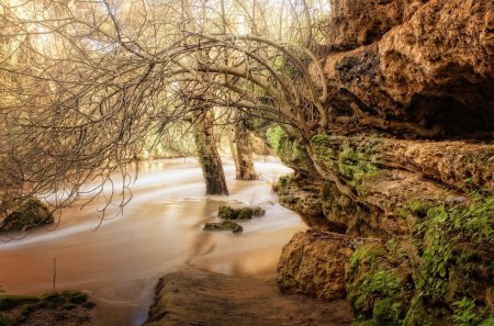 amazing trees growing in a stream and through a rock - branches, trees, stream, moss, rocks