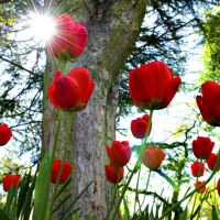 red tulips