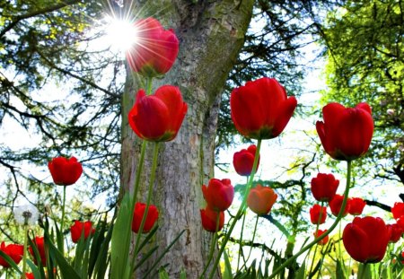 red tulips - red, wallpaper, tulips, beauty, flowers, sun