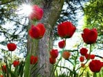 red tulips