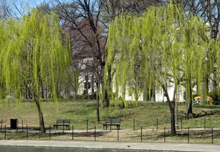 Willows - Park, Willows, Bench, Washington DC