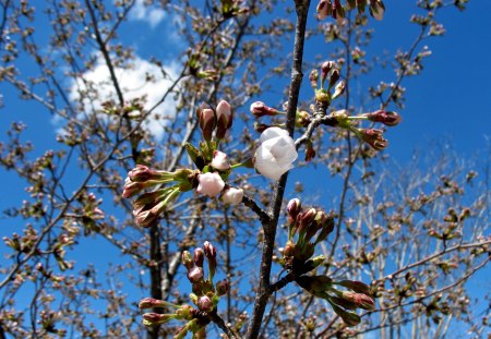 Cherry Blossom - Buds, Flower, Cherry Blossom, Washington DC