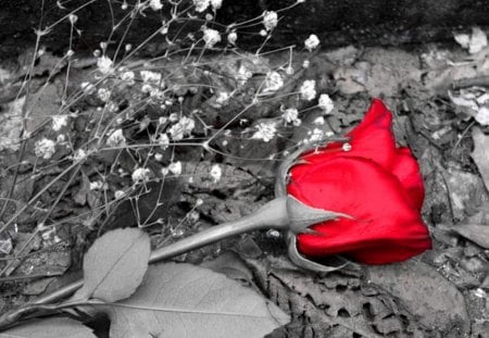 Red rose - color, wallpper, image, new