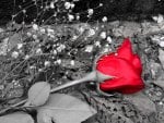 Red rose