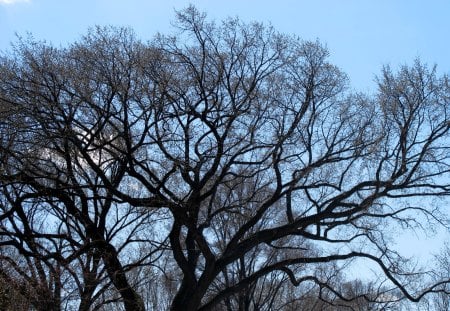 Tree - Branches, Tree, Sky, Shadow