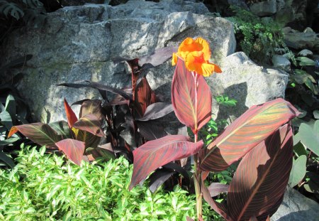 Contrast in Flowers 29 Lily - rocks, lily, flowers, garden, brown, photography, orange, grey, green