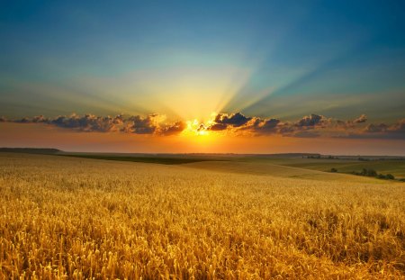 Sunset - field, sunset, cereal, chmuru