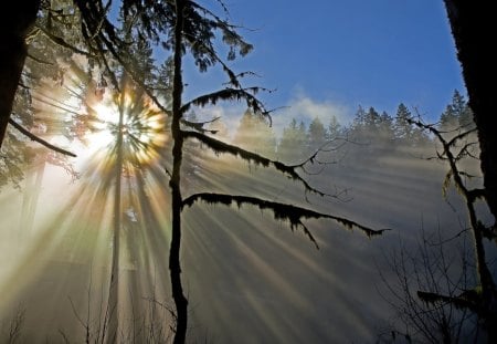 The rays of the Sun - nature, forest, the rays of the sun, trees