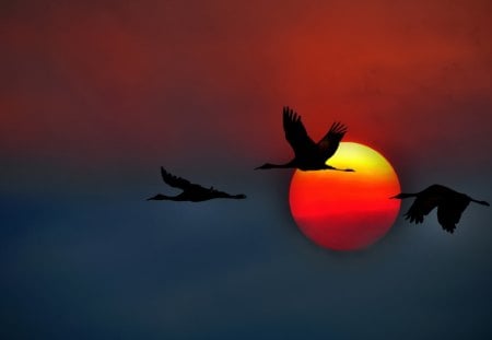 Sunset - birds - Sunset, birds, nature, animals