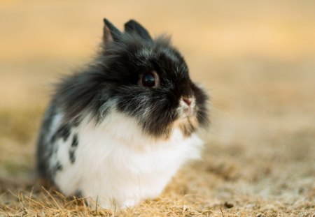 Small rabbit - animal, miniature, a small, rabbit