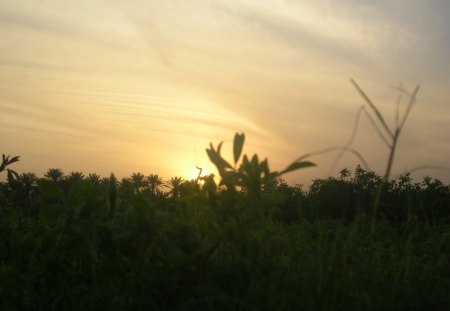 nature,sunset,greenry,malir, - malir, sunset, greenry, nature