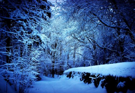 Mysterious Forest - nature, forest, blue, snow