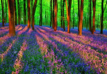 Spring carpet in forest - pretty, sunny, blue, spring, forest, flowers, violet, nice, woods, greenery, carpet, trees, beautiful, lovely, colorful, nature, rays