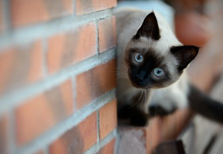 Cat - sleeping, beauty, cat face, hat, animals, sleepy, paws, face, pretty, cute, cat, kitty, lovely, kitten, cats, beautiful, sweet