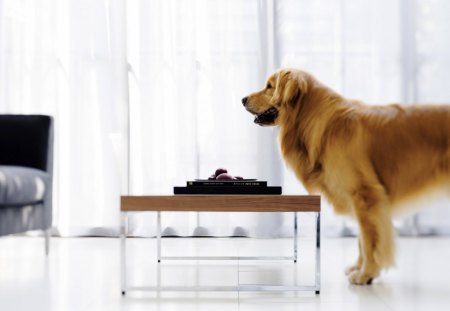 Cute dog - pet, animal, cute, room, center table, dog