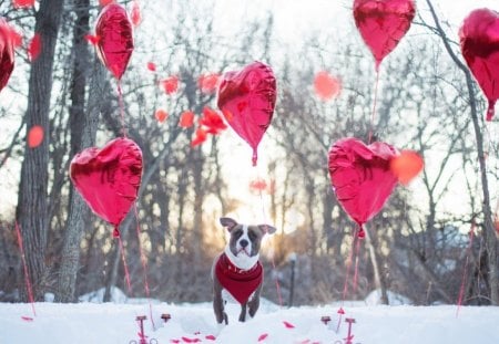 Cute dog and red hearts balloons - ballons, dog, heart, snow, animal, pet, cute