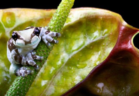 Little frog - animals, cute, stem, frog, leaves, macro