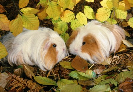 Cute animals - cute, guinea pig, animals, leaves