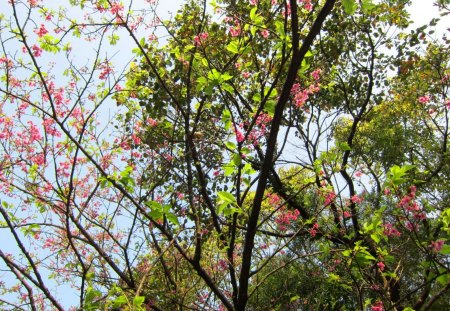 Spring - flowers, spring, lush green, tree