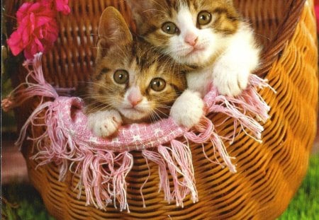 Two kittens in a basket - feline, siblings, basket, kittens