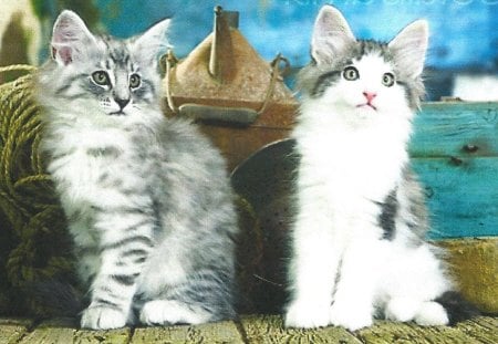 Two kittens - feline, paws, cute, kittens