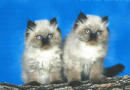 Two kittens - feline, log, cute, kittens