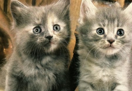 Two kittens - feline, paws, cute, kittens