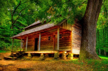 HOUSE in WOODS - house, forest, trees, landscape