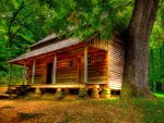 HOUSE in WOODS