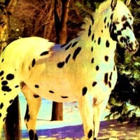 Leopard Appaloosa