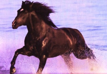 Dark Brown Stallion - horses, horses and water, stallion, brown horses