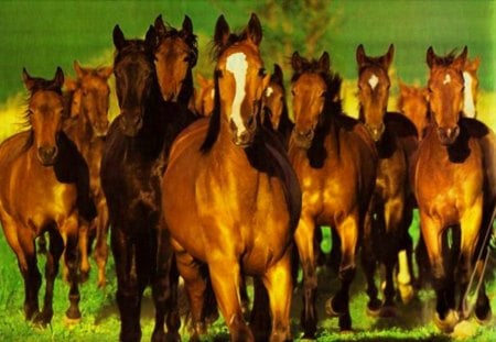 Horse Herd - horses, beautiful horses, horse herd, bay horses